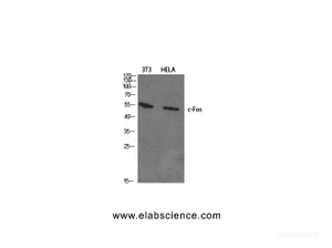 Western Blot analysis of 3T3, Hela cells using c-Fos Polyclonal Antibody at dilution of 1:1000.