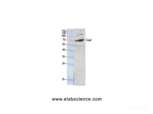 Western Blot analysis of A549 cells using COX2 Polyclonal Antibody at dilution of 1:2000.