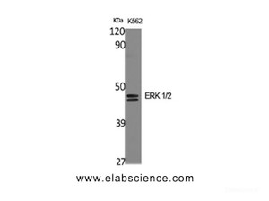 Western Blot analysis of K562 cells using ERK 1/2 Polyclonal Antibody at dilution of 1:2000.