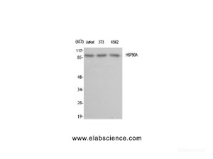 Western Blot analysis of various cells using HSP90 alpha Polyclonal Antibody at dilution of 1:2000.
