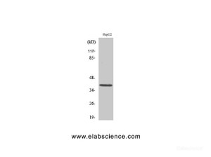 Western Blot analysis of Jurkat cells using MCL1 Polyclonal Antibody at dilution of 1:1000.