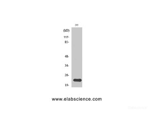 Western Blot analysis of 293T cells using N/H/K-Ras Polyclonal Antibody at dilution of 1:1000.
