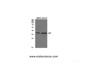 Western Blot analysis of HepG2, 293-UV cells using p38 Polyclonal Antibody at dilution of 1:3000.