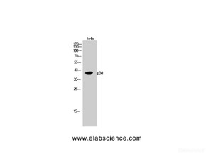 Western Blot analysis of Hela cells using p38 Polyclonal Antibody at dilution of 1:1000.