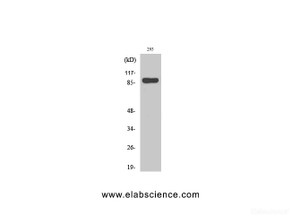 Western Blot analysis of 293 cells using Stat1 Polyclonal Antibody at dilution of 1:2000.