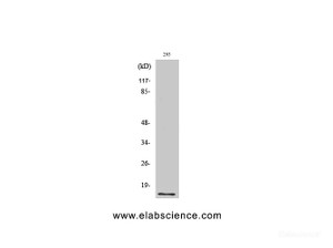 Western Blot analysis of 293 cells with SUMO1 Polyclonal Antibody