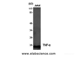 Western Blot analysis of Jurkat cells with TNF alpha Polyclonal Antibody