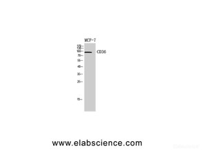 Western Blot analysis of MCF7, 4T1 cells with CD36 Polyclonal Antibody.