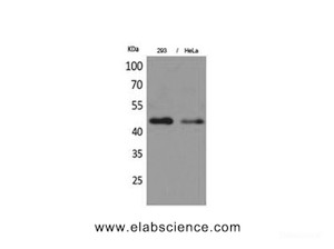 Western Blot analysis of 293T, Hela cells with IDH1 Polyclonal Antibody.