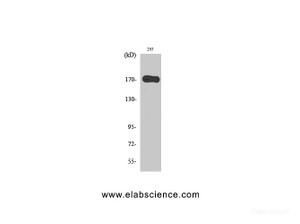 Western Blot analysis of 293 cells with EGFR Polyclonal Antibody.