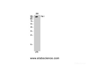 Western Blot analysis of 293T cells with FLK1 Polyclonal Antibody