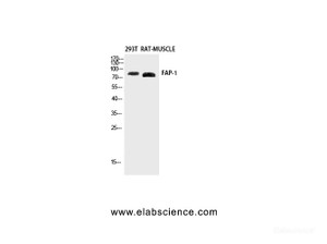 Western Blot analysis of Rat muscle, 293T using FAP Polyclonal Antibody at dilution of 1:2000.