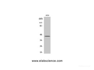 Western Blot analysis of MCF7 cells using TGFB1 Polyclonal Antibody at dilution of 1:2000.
