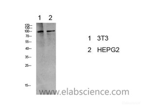 Western Blot analysis of 3T3, HepG2 cells using Phospho-eEF2 (Thr56) Polyclonal Antibody at dilution of 1:1000.