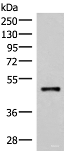 Western blot analysis of Mouse lung tissue lysate using IRX2 Polyclonal Antibody at dilution of 1:300