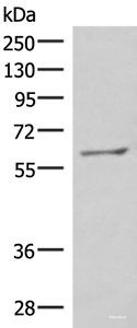 Western blot analysis of RAW264.7 cell lysate using MBTPS2 Polyclonal Antibody at dilution of 1:800