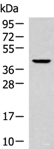 Western blot analysis of 293T cell lysate using KLF6 Polyclonal Antibody at dilution of 1:800