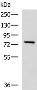 Western blot analysis of Mouse brain tissue lysate using CAPN5 Polyclonal Antibody at dilution of 1:550