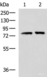 Western blot analysis of 293T cell lysates using PADI4 Polyclonal Antibody at dilution of 1:400