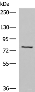 Western blot analysis of 293T cell lysate using TGFBI Polyclonal Antibody at dilution of 1:1050