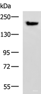 Western blot analysis of Mouse brain tissue lysate using PDS5B Polyclonal Antibody at dilution of 1:800