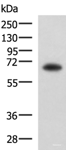 Western blot analysis of PC3 cell lysate using SHC3 Polyclonal Antibody at dilution of 1:650