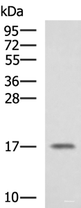 Western blot analysis of A375 cell lysate using SRP14 Polyclonal Antibody at dilution of 1:1350