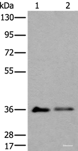 Western blot analysis of 293T cell lysates using METAP1D Polyclonal Antibody at dilution of 1:600