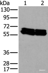 Western blot analysis of HEPG2 and Hela cell lysates using ZNF207 Polyclonal Antibody at dilution of 1:300