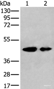 Western blot analysis of A549 and HEPG2 cell lysates using VASP Polyclonal Antibody at dilution of 1:400