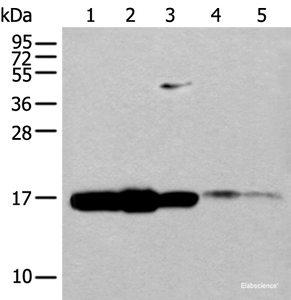 Western blot analysis of 293T cell Mouse spleen tissue and Human spleen tissue lysates using UBE2V1 Polyclonal Antibody at dilution of 1:400