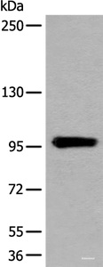 Western blot analysis of Human heart tissue lysate using UNC45B Polyclonal Antibody at dilution of 1:600