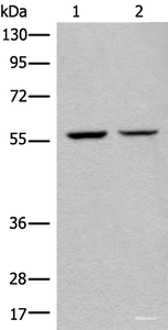 Western blot analysis of IH/3T3 and HEPG2 cell lysates using ATL3 Polyclonal Antibody at dilution of 1:400