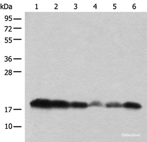 Western Blot analysis of Raji，231 and PC-3 cell，Mouse heart，Mouse brain，Human testis using BUD31 Polyclonal Antibody at dilution of 1:450.