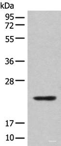 Western blot analysis of Mouse lung tissue lysate using CBFB Polyclonal Antibody at dilution of 1:400