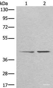 Western blot analysis of A172 and HEPG2 cell lysates using TMEM248 Polyclonal Antibody at dilution of 1:300