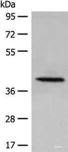 Western blot analysis of 231 cell lysate using DHRS7 Polyclonal Antibody at dilution of 1:400