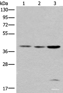 Western blot analysis of 293T cell lysates using ROM1 Polyclonal Antibody at dilution of 1:400