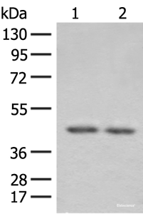 Western blot analysis of 293T cell lysates using ILKAP Polyclonal Antibody at dilution of 1:800