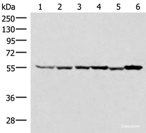 Western blot analysis of 293T HepG2 K562 HT29 A549 and Raji cell lysates using RUVBL1 Polyclonal Antibody at dilution of 1:2000