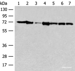 Western blot analysis of Mouse brain tissue Human cerebrum tissue NIH/3T3 cell A549 cell Jurkat cell Hela cell and 231 cell lysates using HSPA2 Polyclonal Antibody at dilution of 1:250