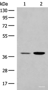 Western blot analysis of HEPG2 and K562 cell lysates using MRM1 Polyclonal Antibody at dilution of 1:400