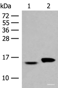 Western blot analysis of Hela and PC3 cell lysates using ISG15 Polyclonal Antibody at dilution of 1:500