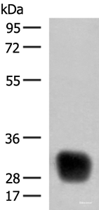 Western blot analysis of Raji cell lysate using HLA-DRB4 Polyclonal Antibody at dilution of 1:350