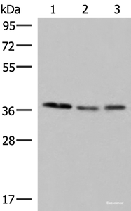 Western blot analysis of HepG2 Hela and PC-3 cell lysates using POLR3F Polyclonal Antibody at dilution of 1:350