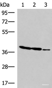 Western blot analysis of HT-29 K562 and HUVEC cell lysates using GIMAP2 Polyclonal Antibody at dilution of 1:1000