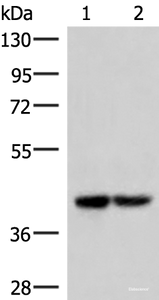 Western blot analysis of 293T cell lysates using IQCD Polyclonal Antibody at dilution of 1:1000