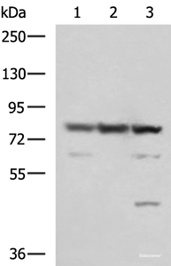 Western blot analysis of 231 A549 and LO2 cell lysates using SORBS2 Polyclonal Antibody at dilution of 1:1350