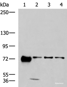 Western blot analysis of 293T A549 and A172 cell lysates using PPEF1 Polyclonal Antibody at dilution of 1:1300