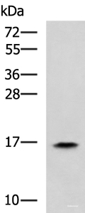 Western blot analysis of HL60 cell lysate using RPS14 Polyclonal Antibody at dilution of 1:900